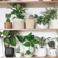 Why Every Home Needs the Best Air Purifying Plants