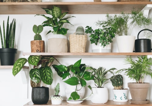 Why Every Home Needs the Best Air Purifying Plants